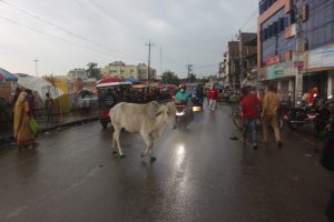 जनकपुरमा छाडाचौपाया खुल्ला भएको&hellip;