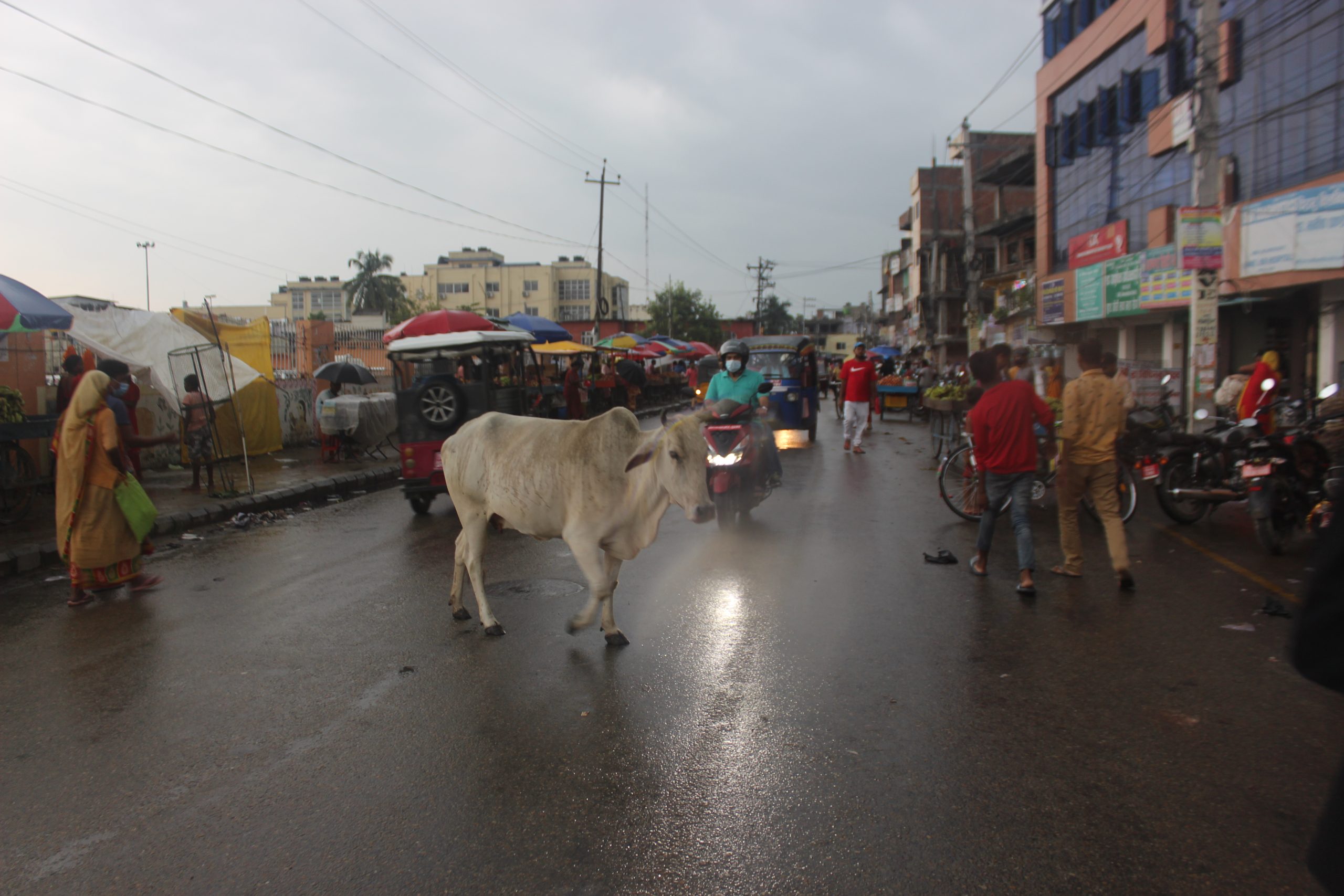 जनकपुरमा छाडाचौपाया खुल्ला भएको कारण दुर्घटना जोखिम बढ्दै