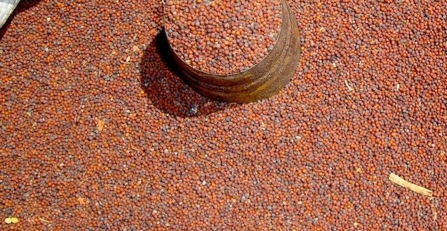 कोदो खानुका फाईदाहरु