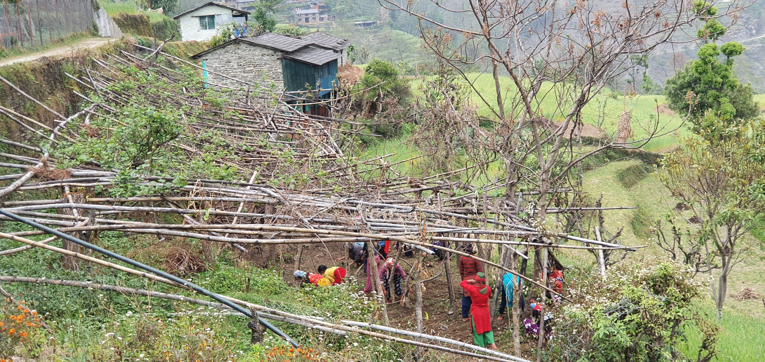 किवी खेतीसहित विद्यार्थी अध्ययन गर्दै