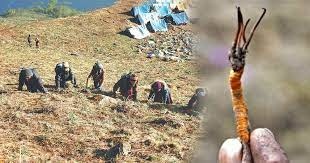 १५ जेठदेखि यार्सा संकलन खुला