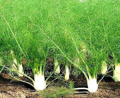 स्वास्थ्यमा लागि चम्सुरको साग खानुका&hellip;