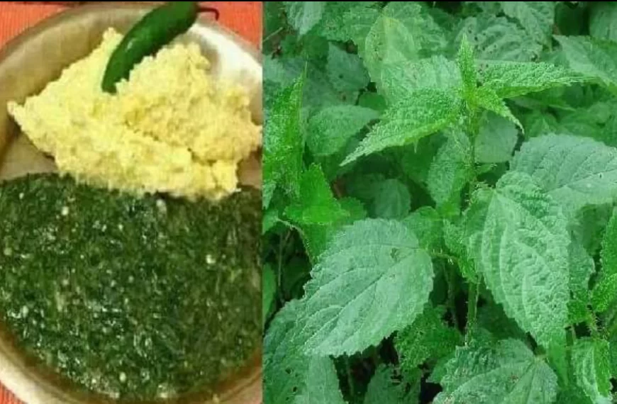सिस्नो खानुका अचुक आर्फदाहरु