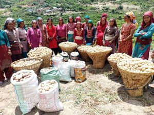  जुम्लाको अर्गानिक तरकारी संकलन&hellip;