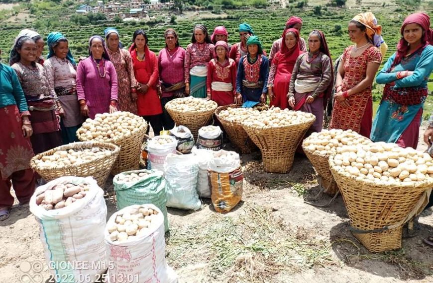  जुम्लाको अर्गानिक तरकारी संकलन गरिँदै ￼