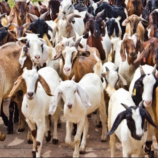 पोखरामा बेच्न राखिएका केही&hellip;