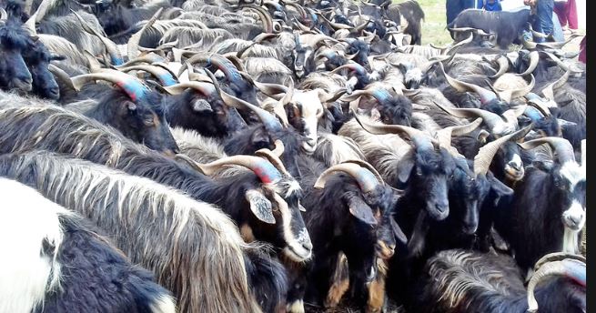 पोखरामा भेँडा,च्यांग्राको हुल, रोज्जालाई&hellip;