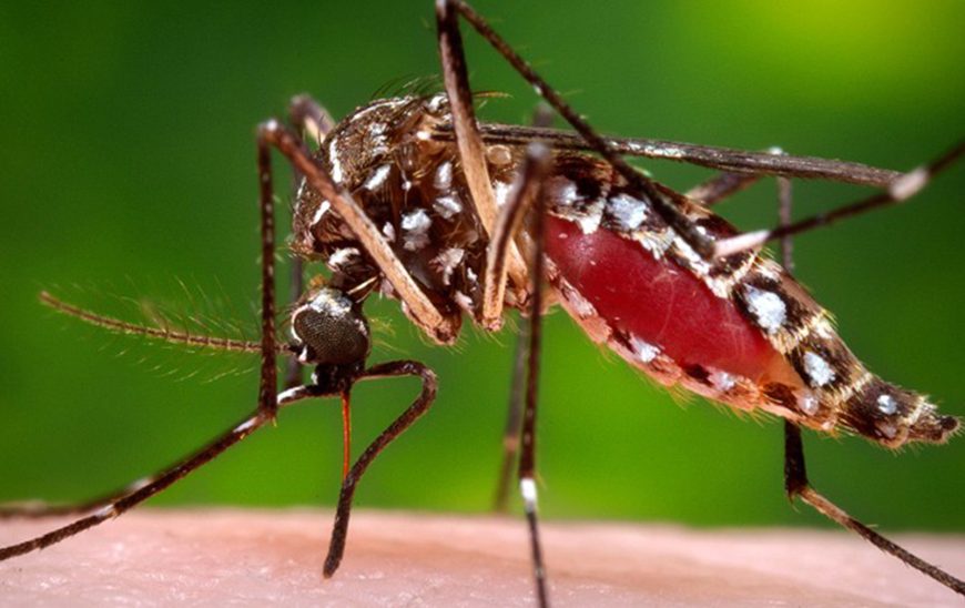 डेंगु नियन्त्रणमा सरकार उदासीन,&hellip;