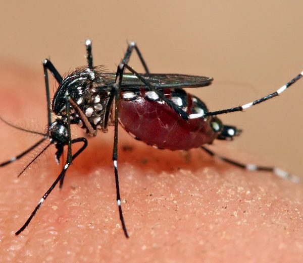 भक्तपुरमा डेंगुबारे जनचेतनामूलक र्याली