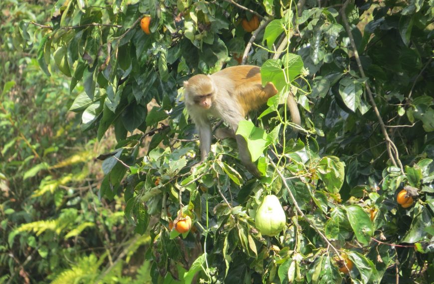 विजय सभामा हिँडेका सांसदलाई किसानले&hellip;