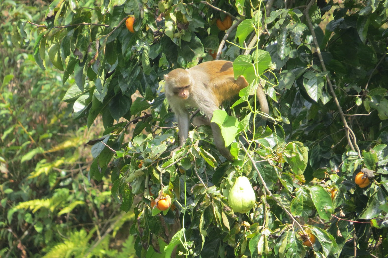 विजय सभामा हिँडेका सांसदलाई किसानले थमाए बाँदर नियन्त्रण गर्न कानुन संशोधन मागसहितकाे पत्र