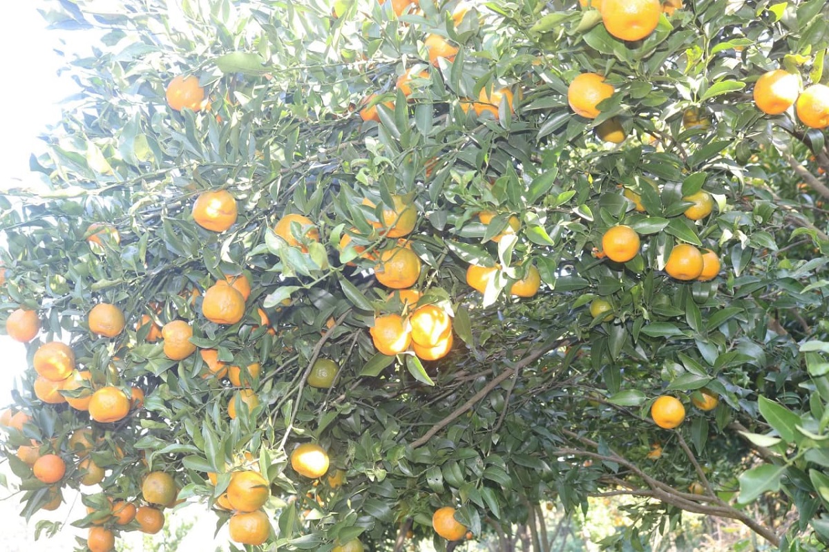 अर्घाखाँचीको एउटै गाउँमा फल्यो पाँच करोडको सुन्तला