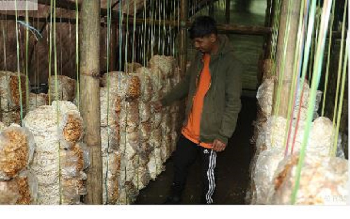 च्याउ खेतीबाट मासिक दुई लाख कमाउँदै निखिल