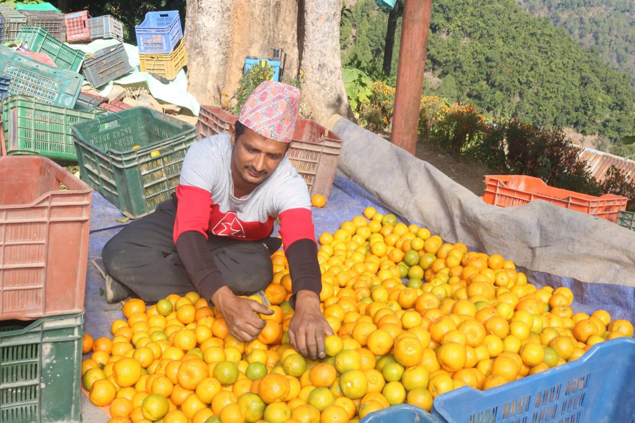 अर्घाखाँचीको एउटै गाउँमा फल्यो पाँच करोडको सुन्तला