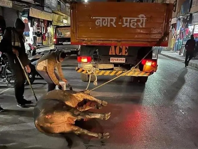 सिद्धार्थनगरमा साँढे घिसारेको फोटो भाइरल, अनावश्यक हल्ला चलाइएको मेयरको दाबी