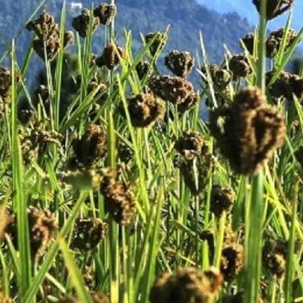 स्वास्थ्यका लागि कोदो खानुका&hellip;