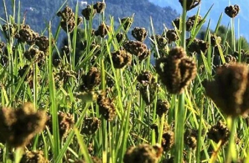 स्वास्थ्यका लागि कोदो खानुका फाईदाहरु