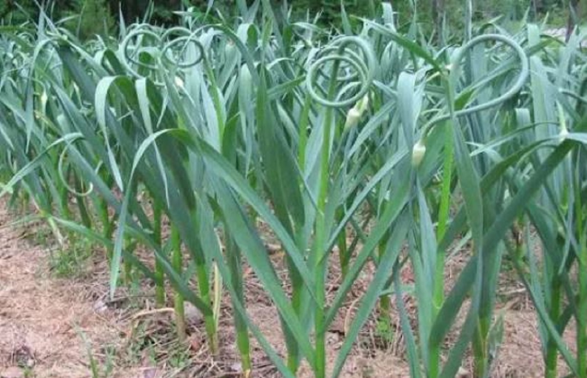 हरियो लसुन खानुका अचुक फाईदाहरु