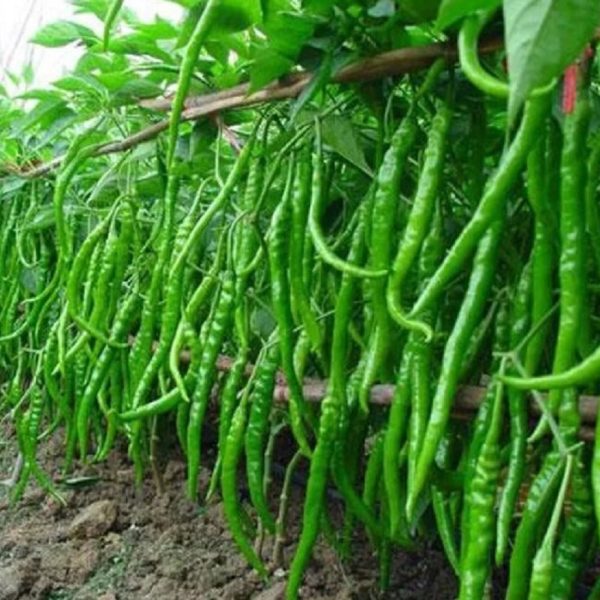 यस्ता छन् हरियो खुर्सानी&hellip;