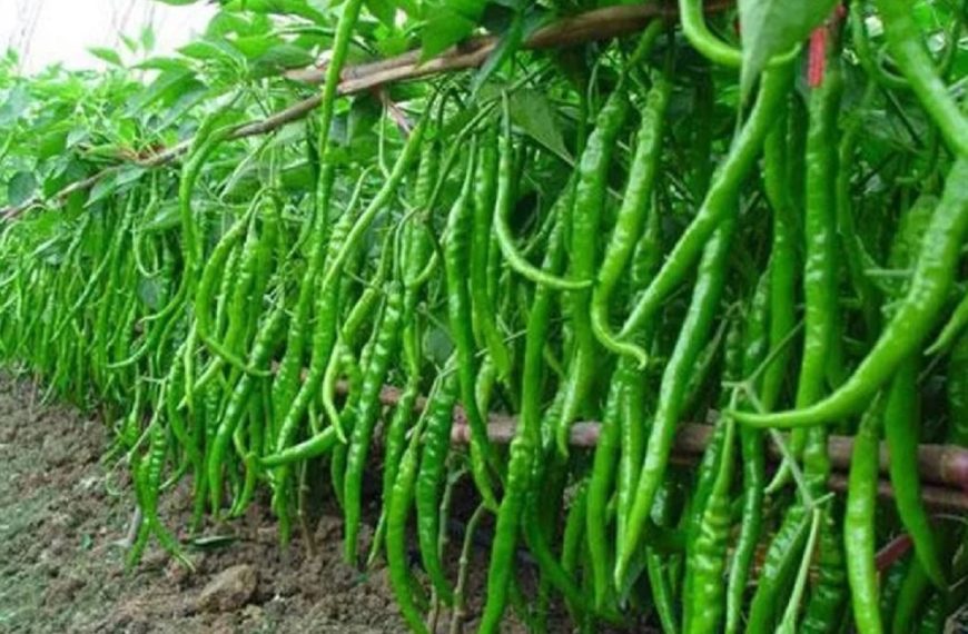 यस्ता छन् हरियो खुर्सानी खानुका&hellip;