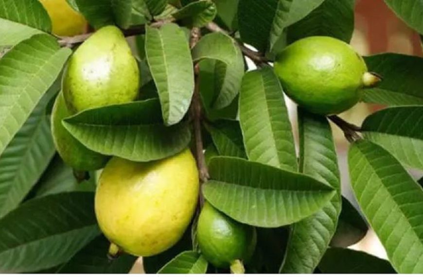 मधुमेह देखि बिभिन्न रोगका&hellip;