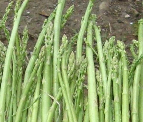 स्वास्थ्यका लागि कुरिलो खानुका&hellip;