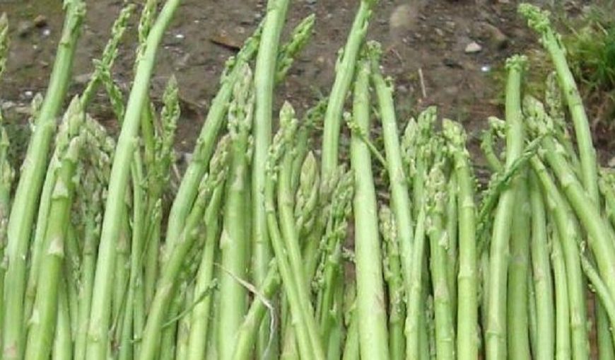 स्वास्थ्यका लागि कुरिलो खानुका अचुक&hellip;