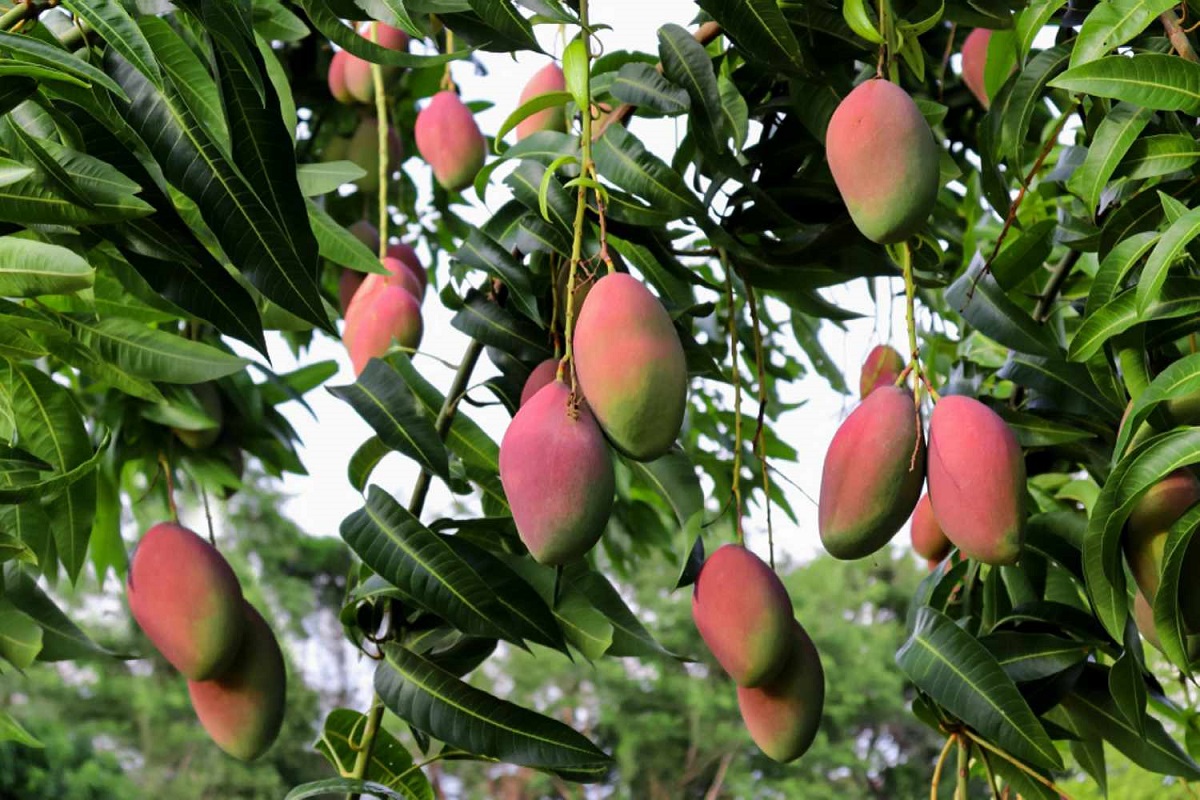 आँप र यसको पात स्वास्थयका लागि लाभदायक