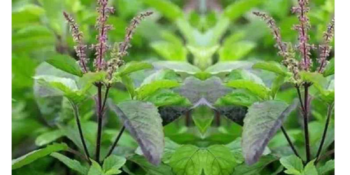 ब्लड प्रेसर लो का लागि लाभदायक तुलसीको पात