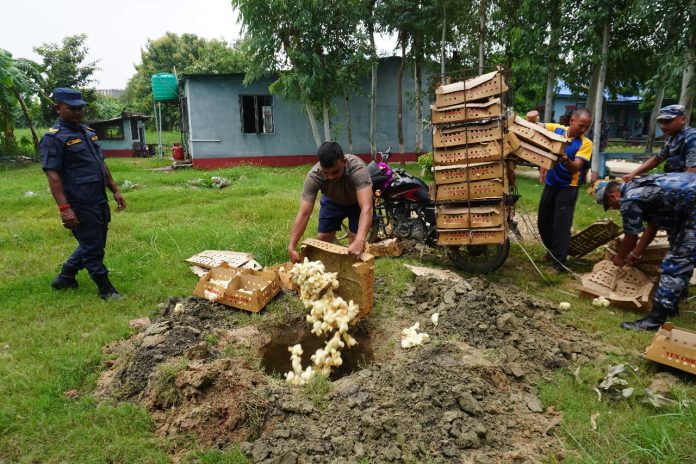 वीरगंजमा सशस्त्र प्रहरीले भारतबाट ल्याइँदै गरेको ४ हजार प्रतिबन्धित कुखुराका चल्ला बरामद